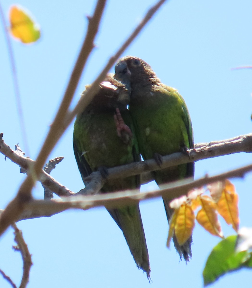 Brown-throated Parakeet - ML616345428