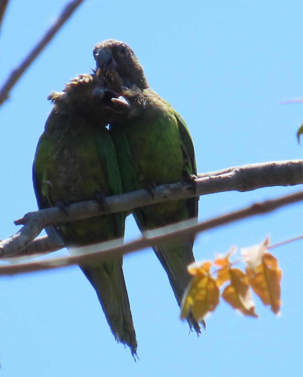 Brown-throated Parakeet - ML616345435