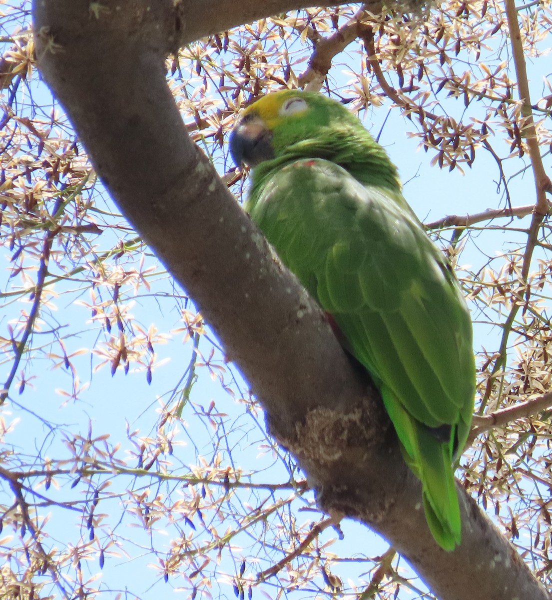 Yellow-crowned Parrot - ML616345438