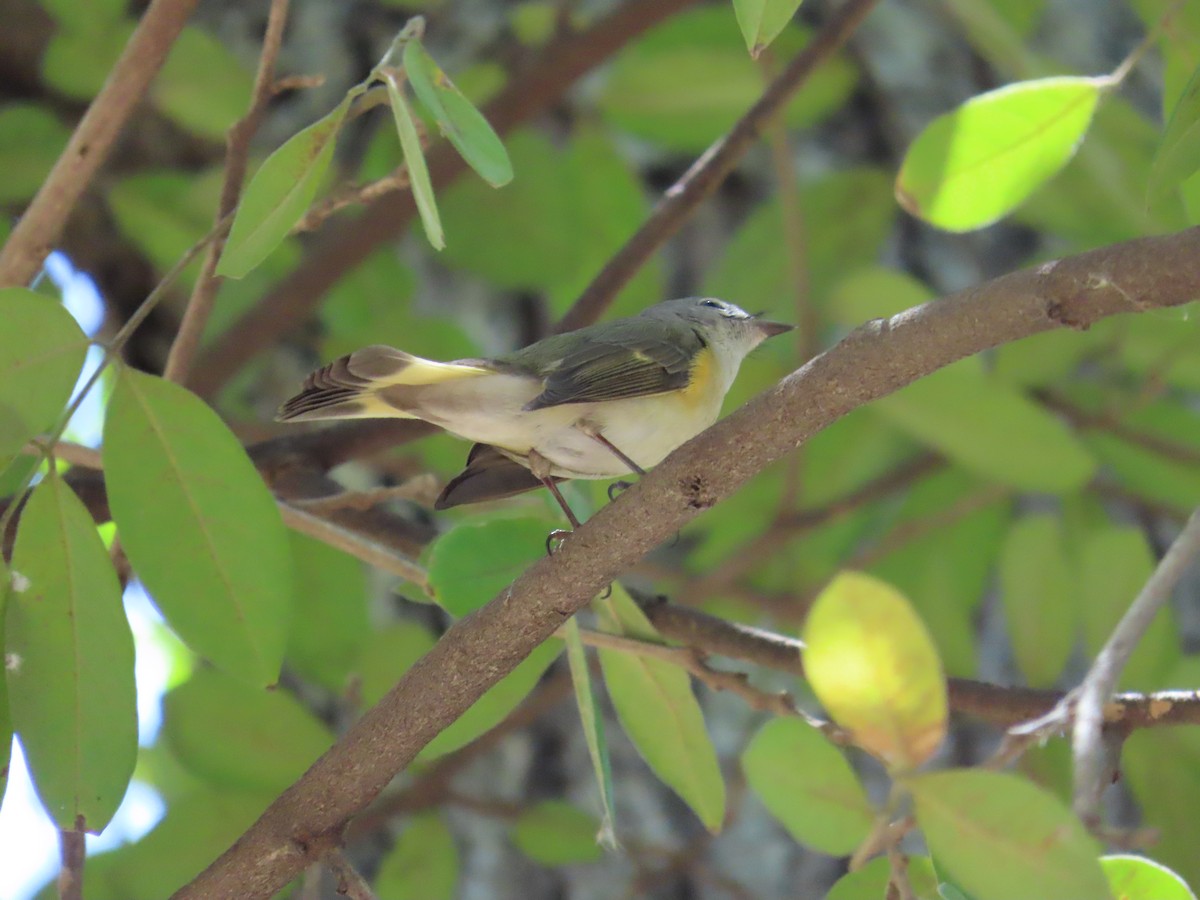 American Redstart - ML616345443