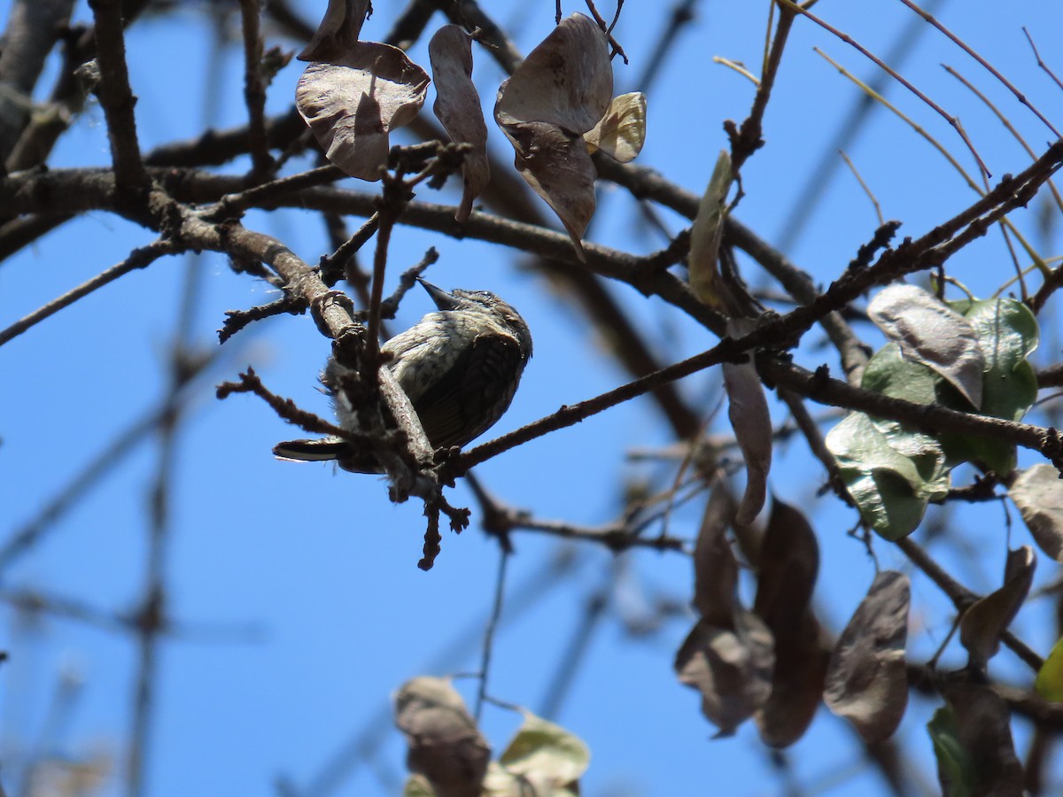 Scaled Piculet - ML616345447