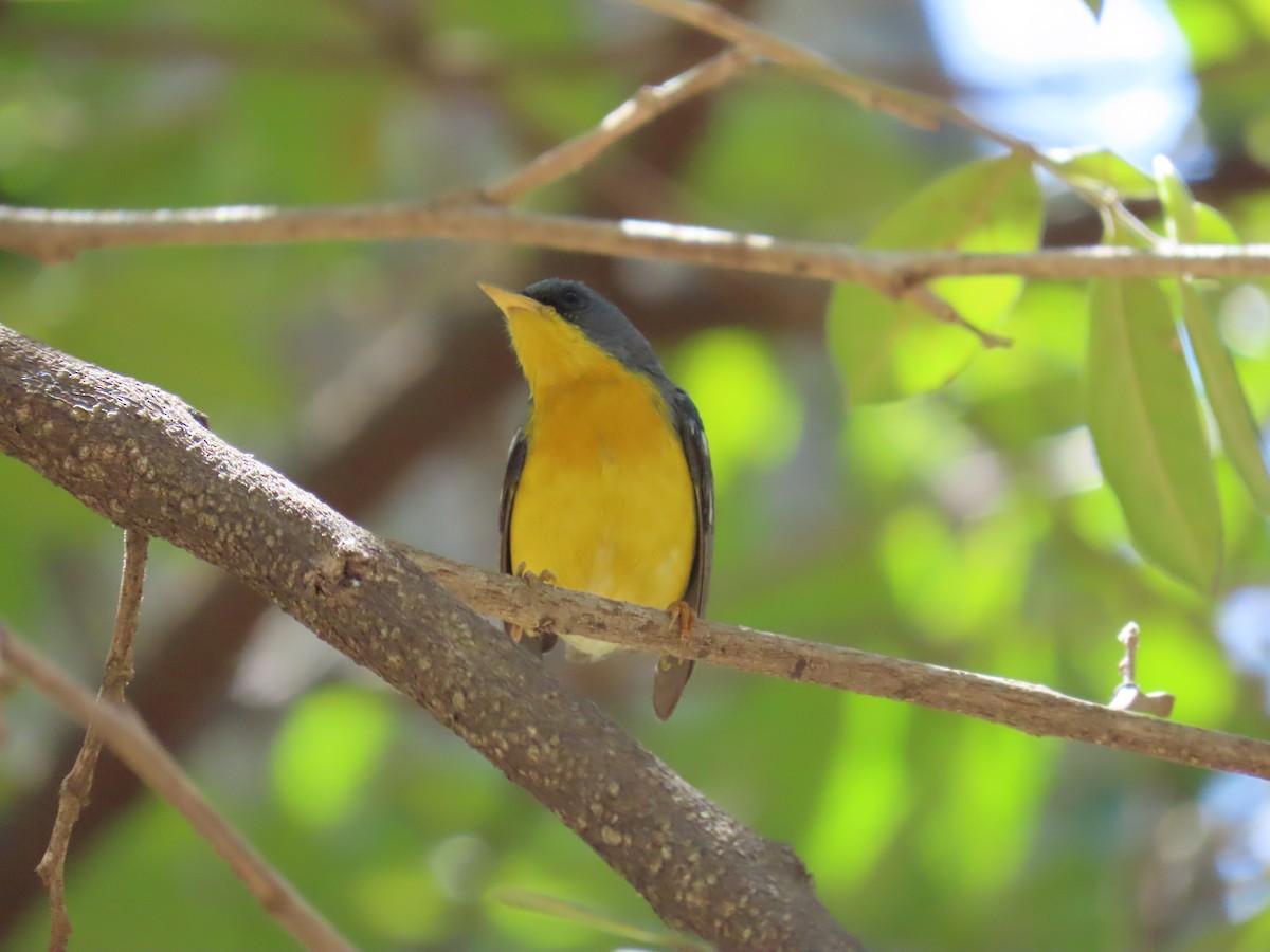 Tropical Parula - Manuel Pérez R.