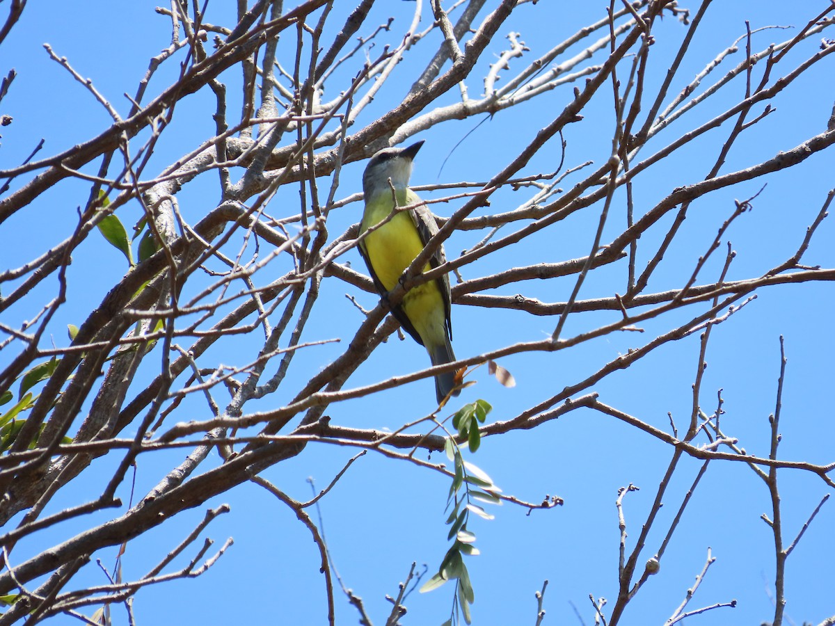 Tropical Kingbird - ML616345459