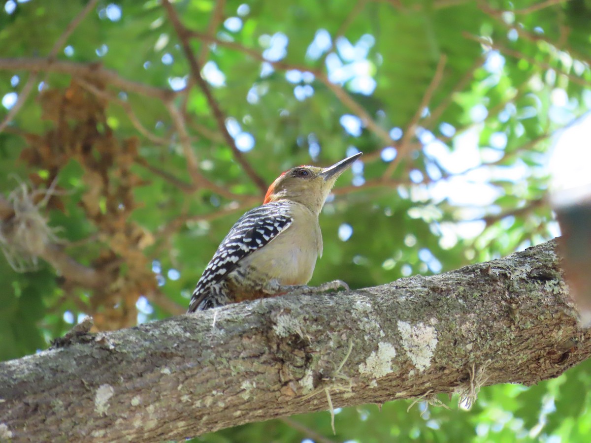 Red-crowned Woodpecker - ML616345482