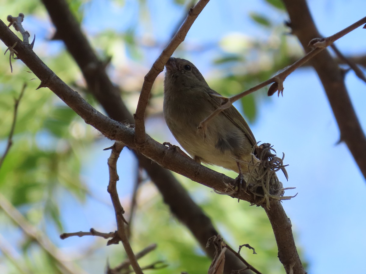 Black-faced Grassquit - ML616345483