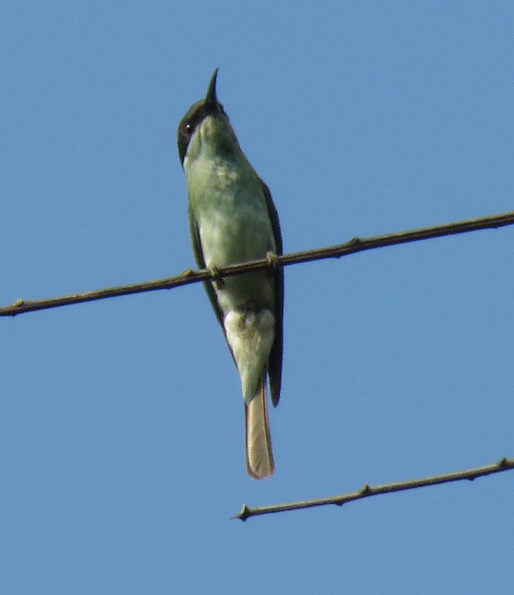 Blue-throated Bee-eater - Kathryn Clouston