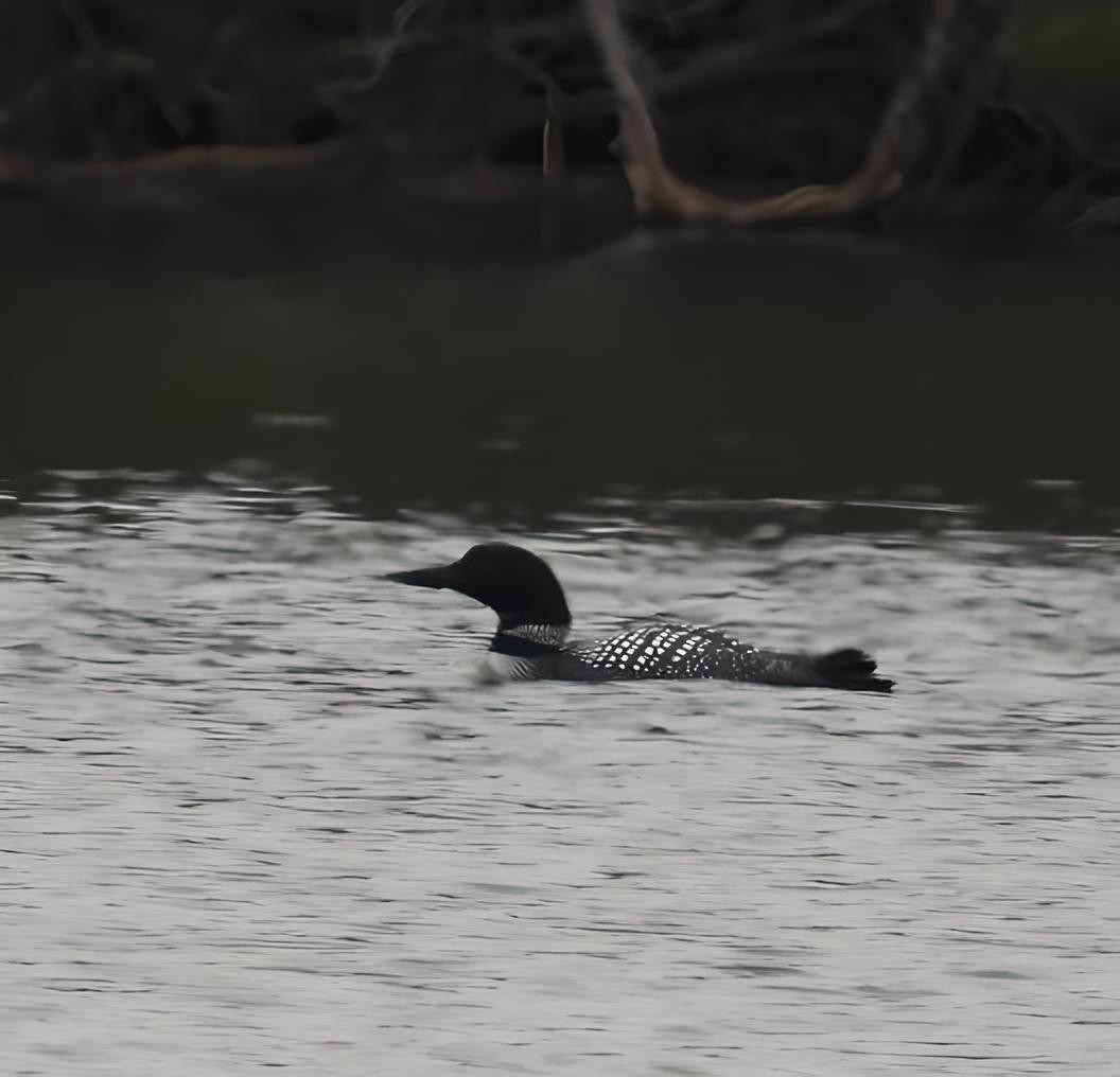 Common Loon - Bernadette Adams