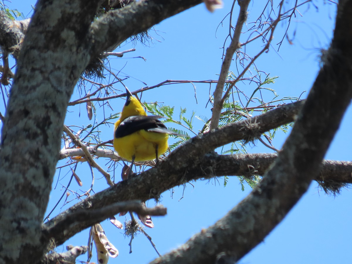 Oriole Blackbird - ML616345508