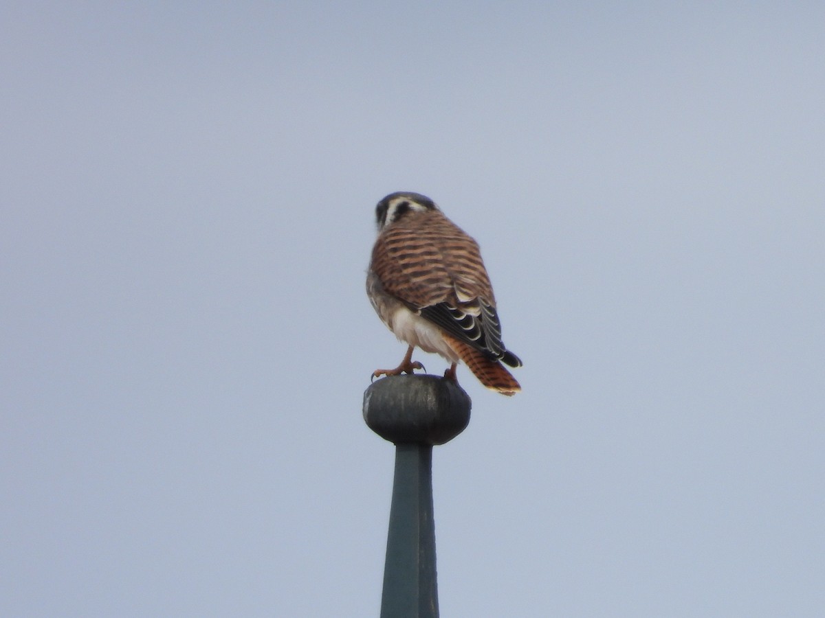 American Kestrel (South American) - ML616345524