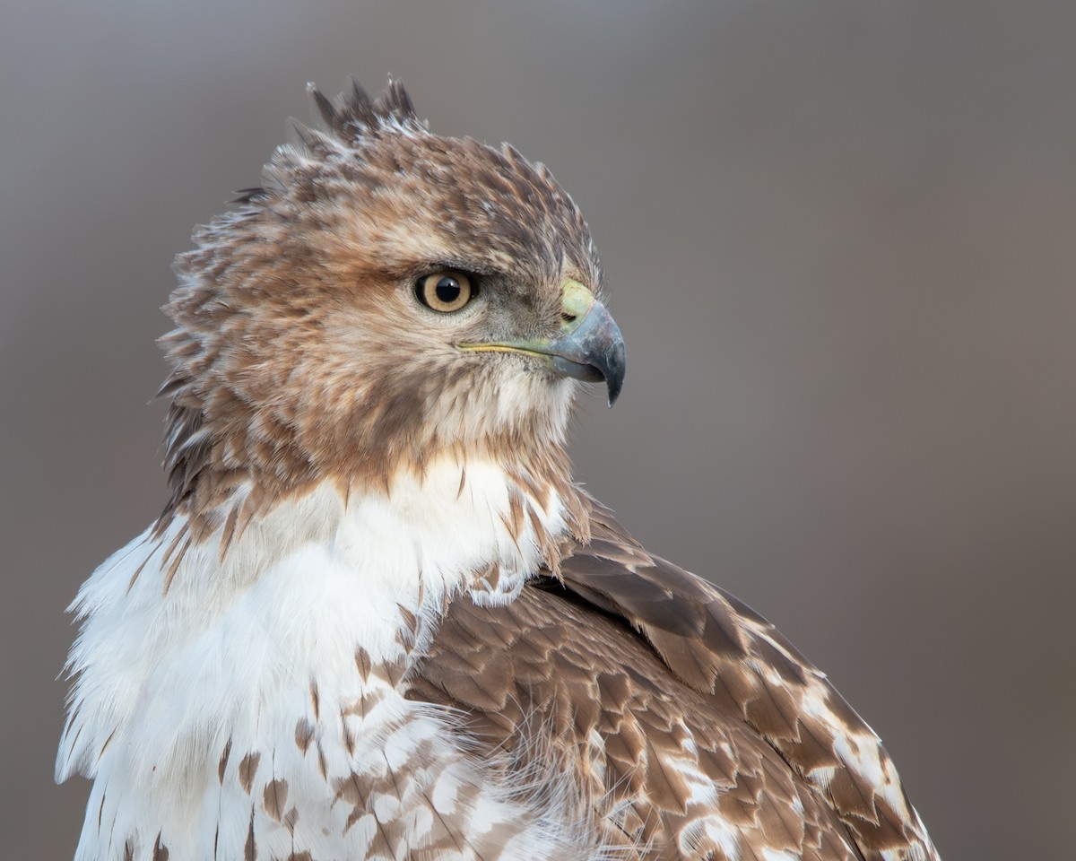 Red-tailed Hawk - ML616345543