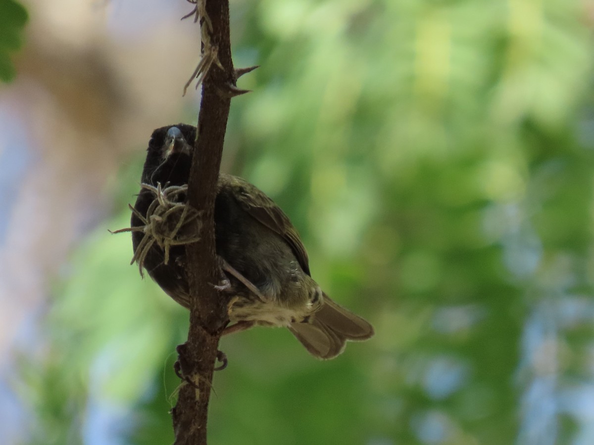 Black-faced Grassquit - ML616345556