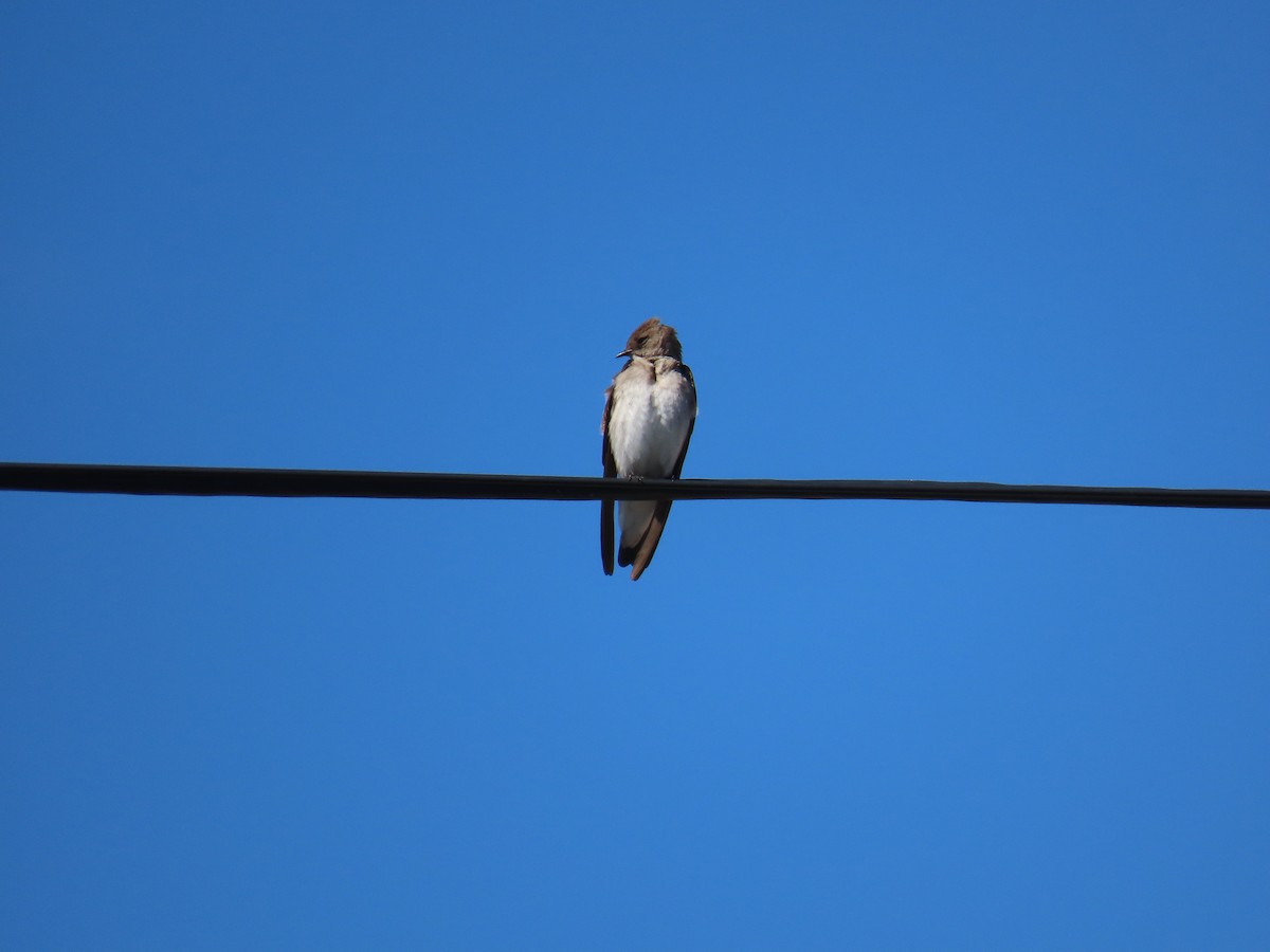 Northern Rough-winged Swallow - Laura Hasty