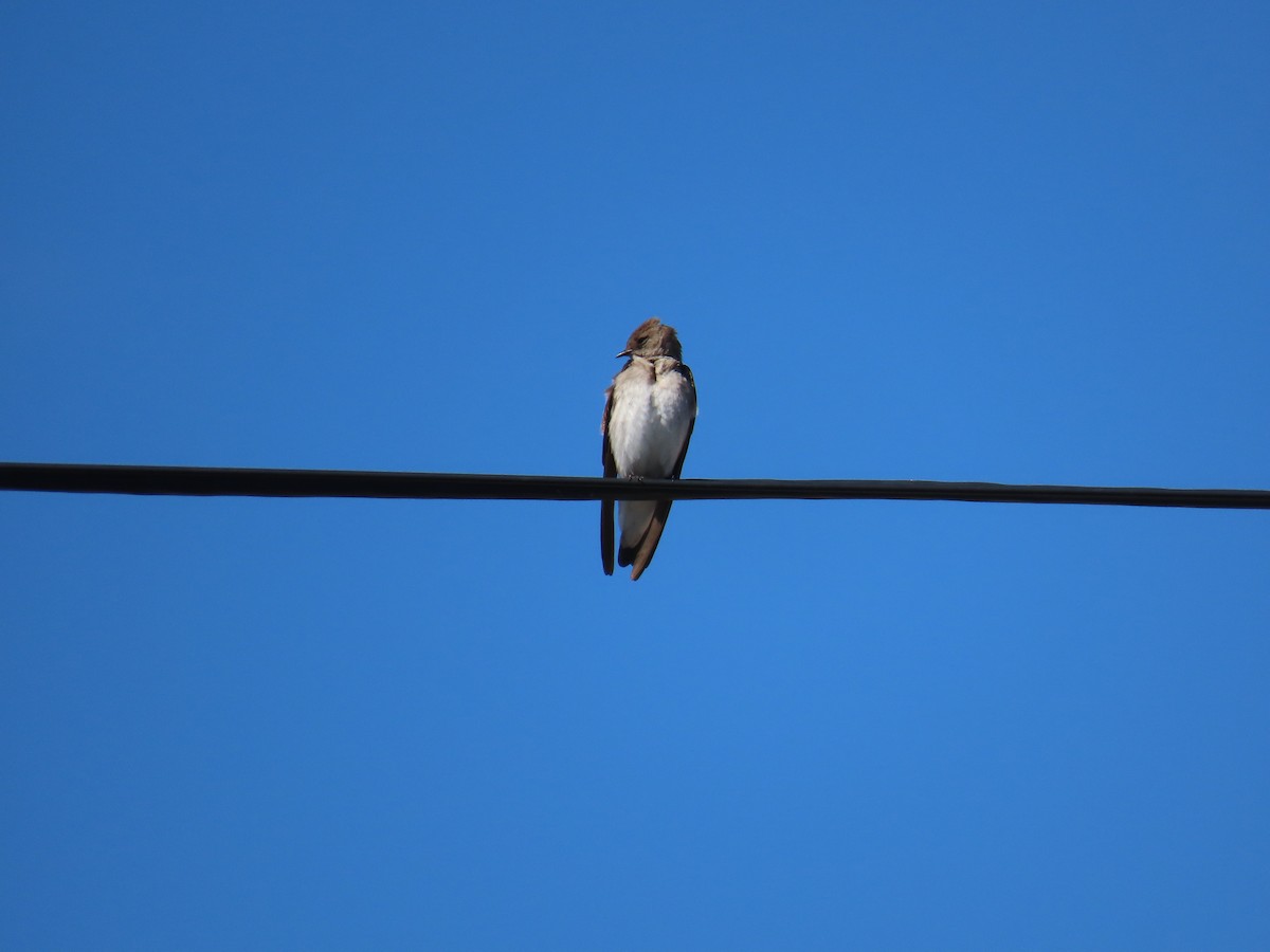 Golondrina Aserrada - ML616345574