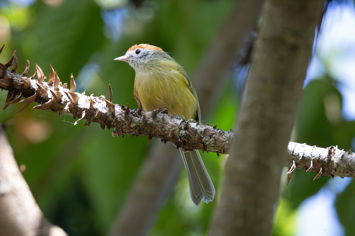 Rufous-crowned Greenlet - ML616345617