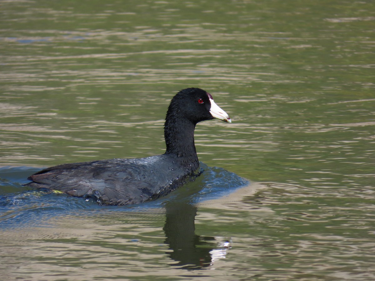 American Coot - ML616345632