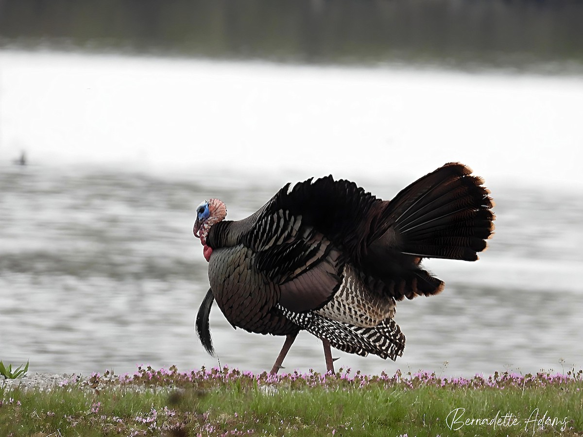 Wild Turkey - Bernadette Adams