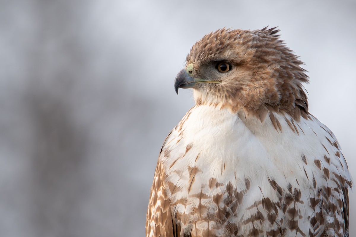 Red-tailed Hawk - ML616345659