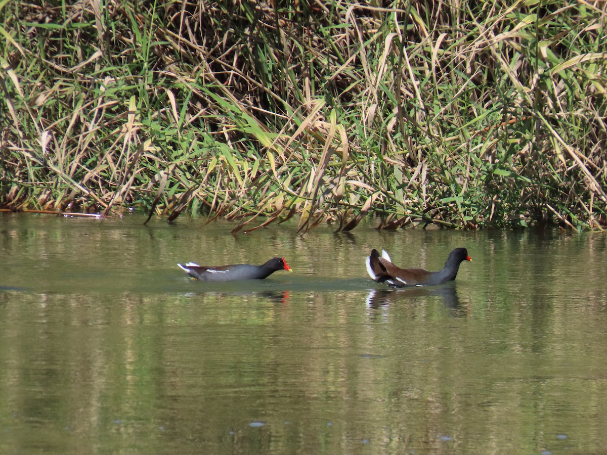 Common Gallinule - ML616345715