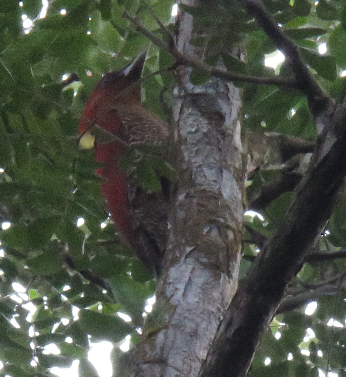 Banded Woodpecker - Kathryn Clouston