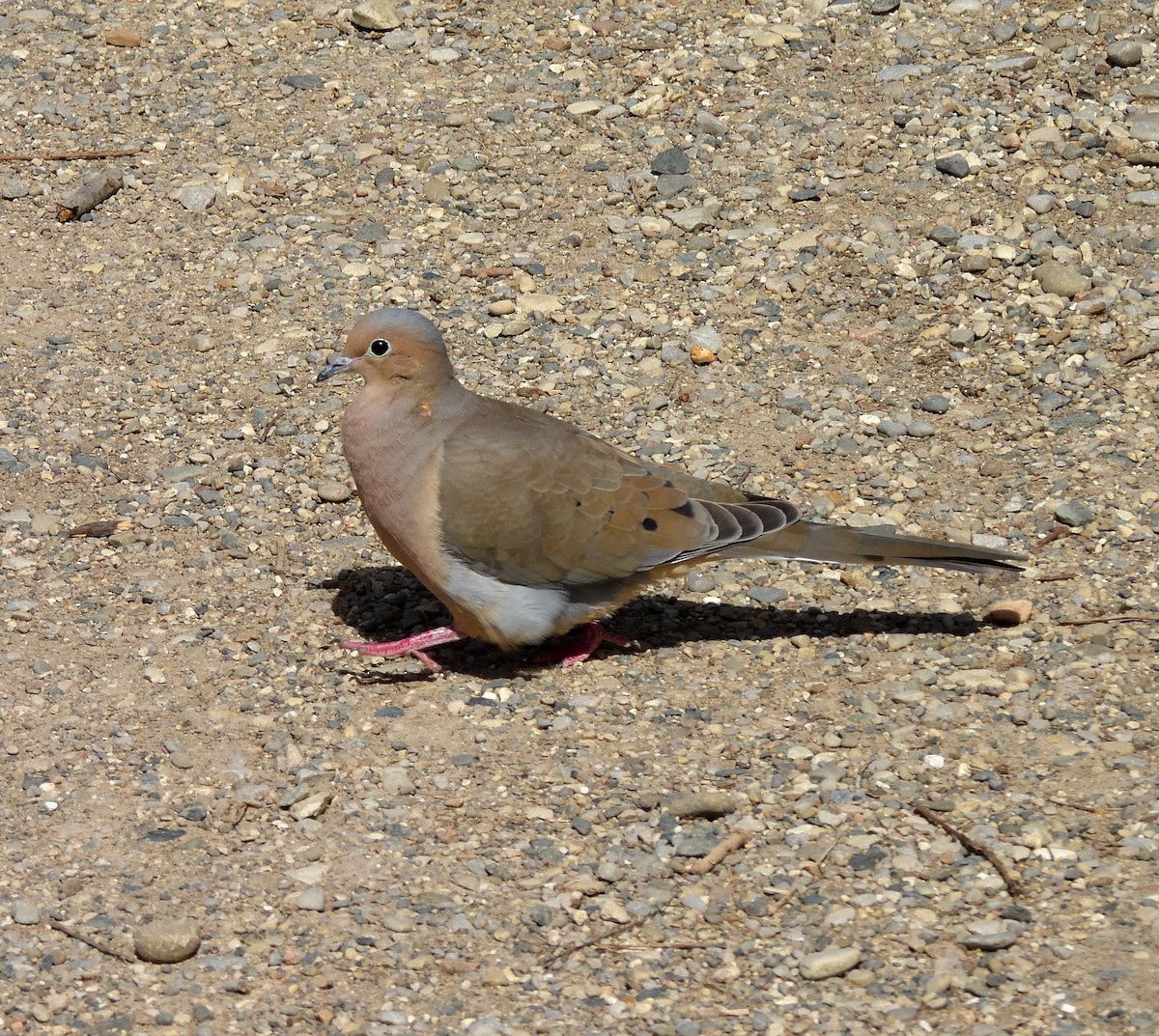 Mourning Dove - ML616345755