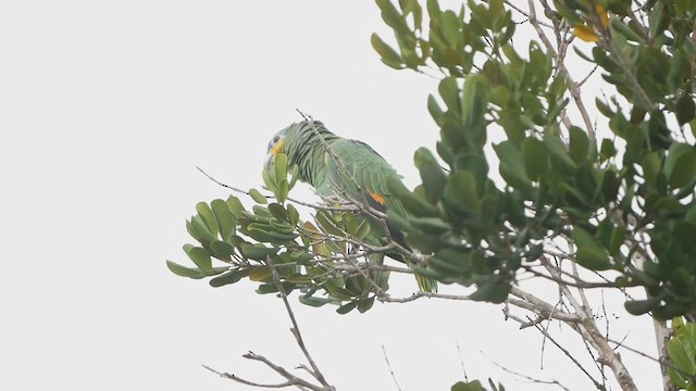 Orange-winged Parrot - ML616345764