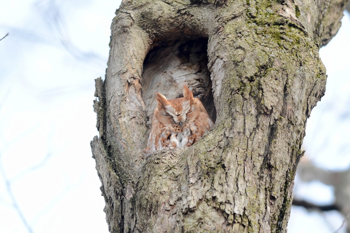 Eastern Screech-Owl - Daniel Thibault