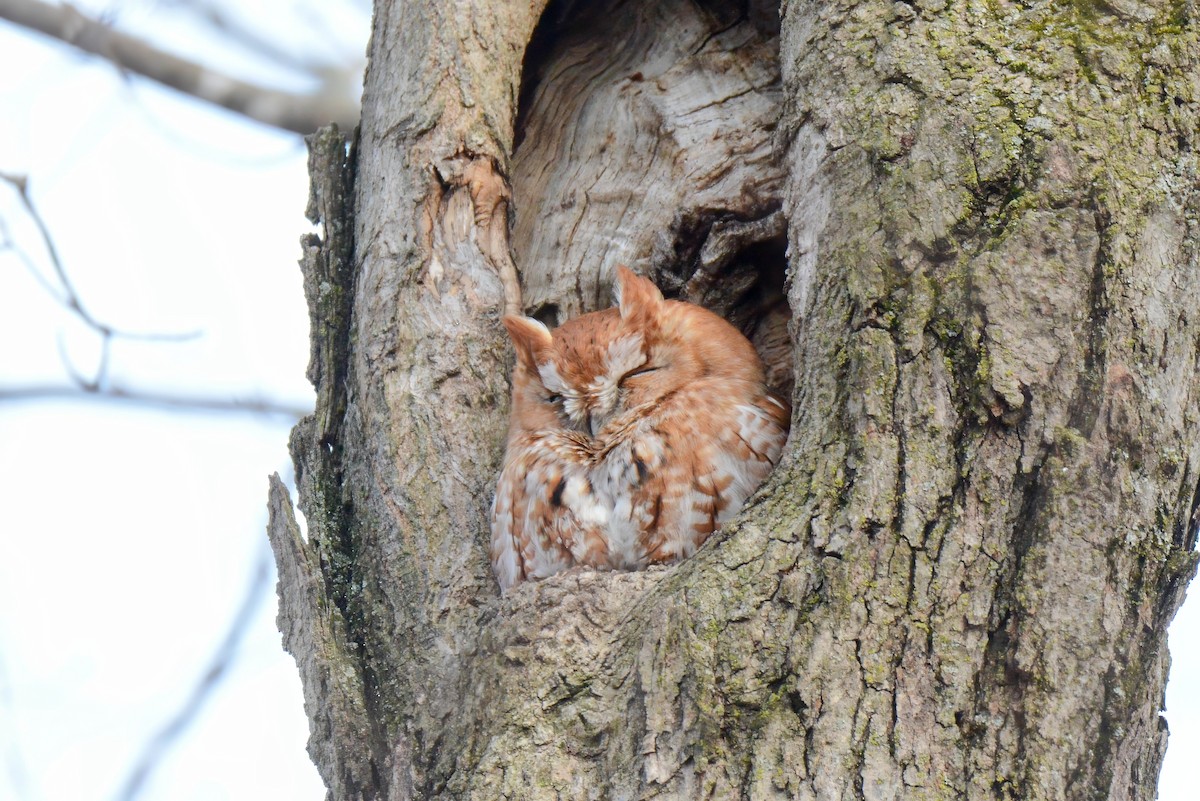 Eastern Screech-Owl - Daniel Thibault