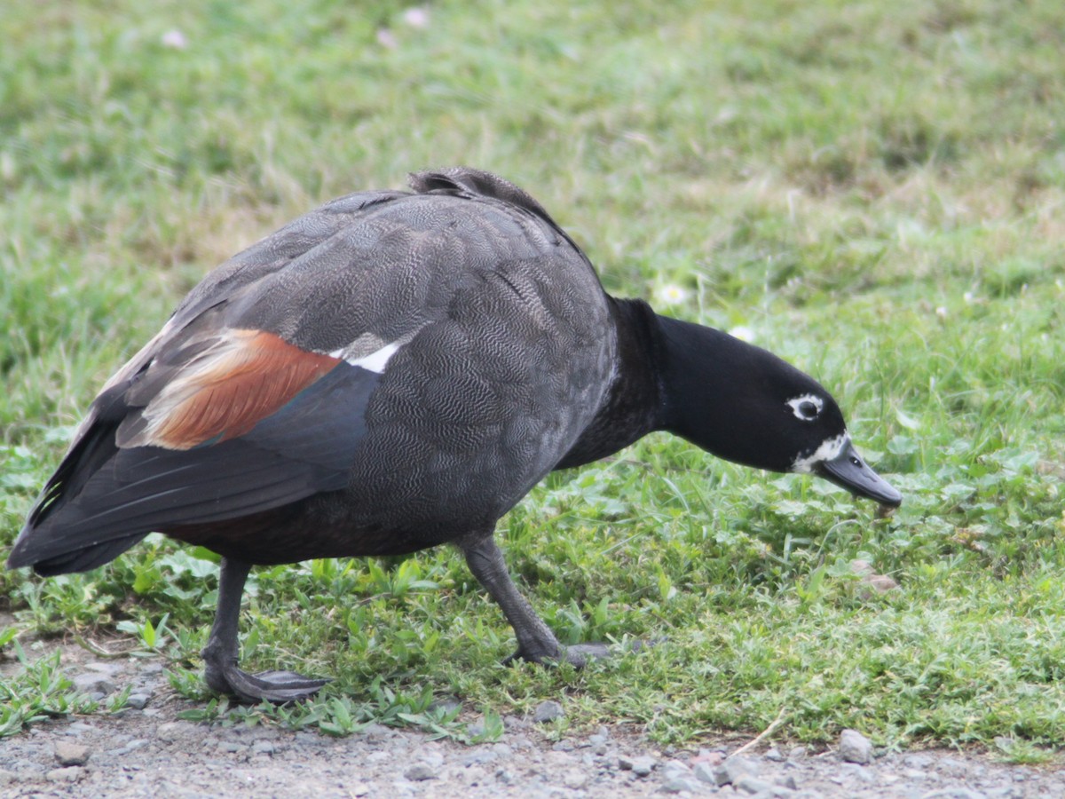 Paradise Shelduck - ML616345781