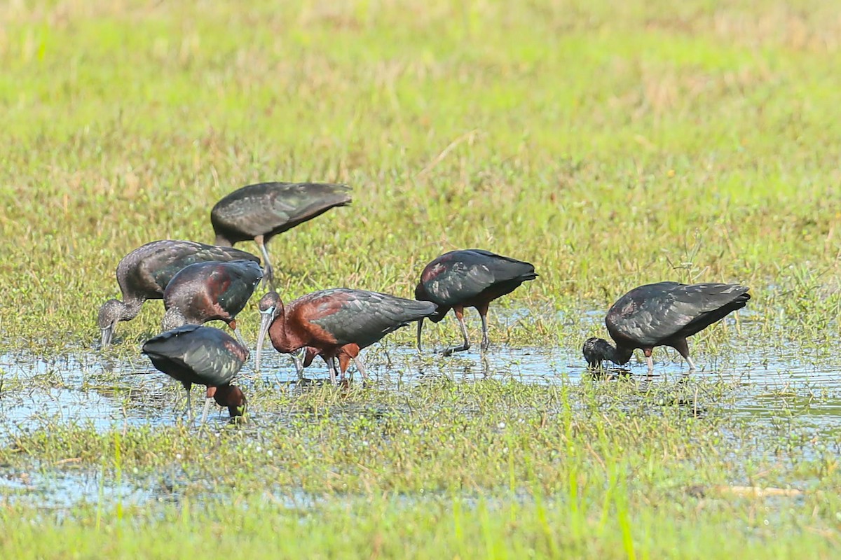 Glossy Ibis - ML616345833