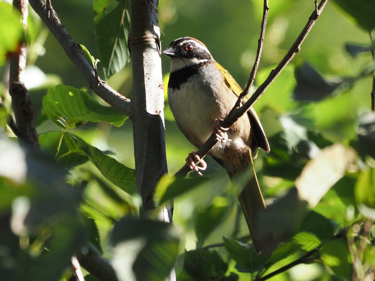 Collared Towhee - ML616345881