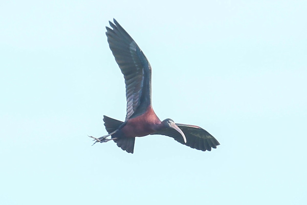 Glossy Ibis - ML616345910