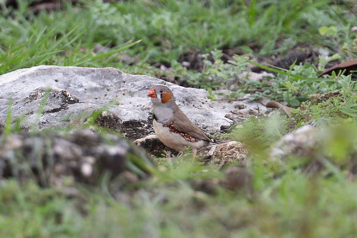 Zebra Finch (Lesser Sundas) - ML616345961