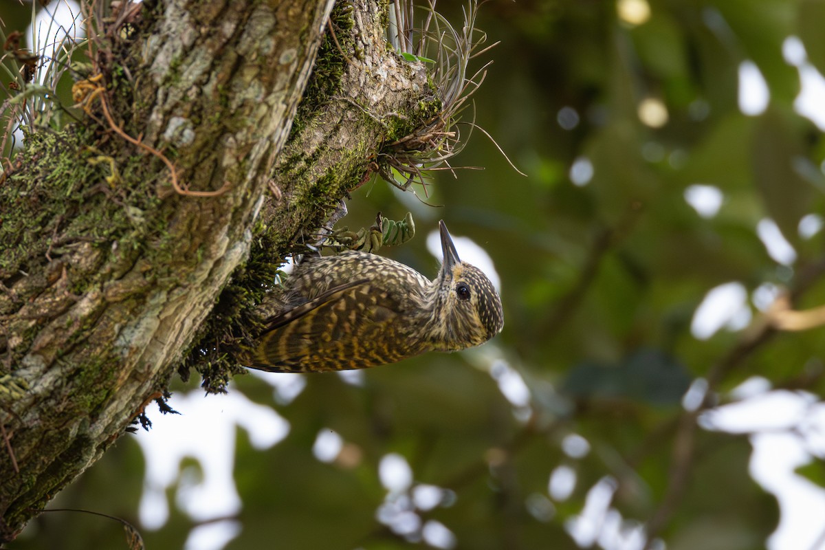 White-spotted Woodpecker - ML616345984