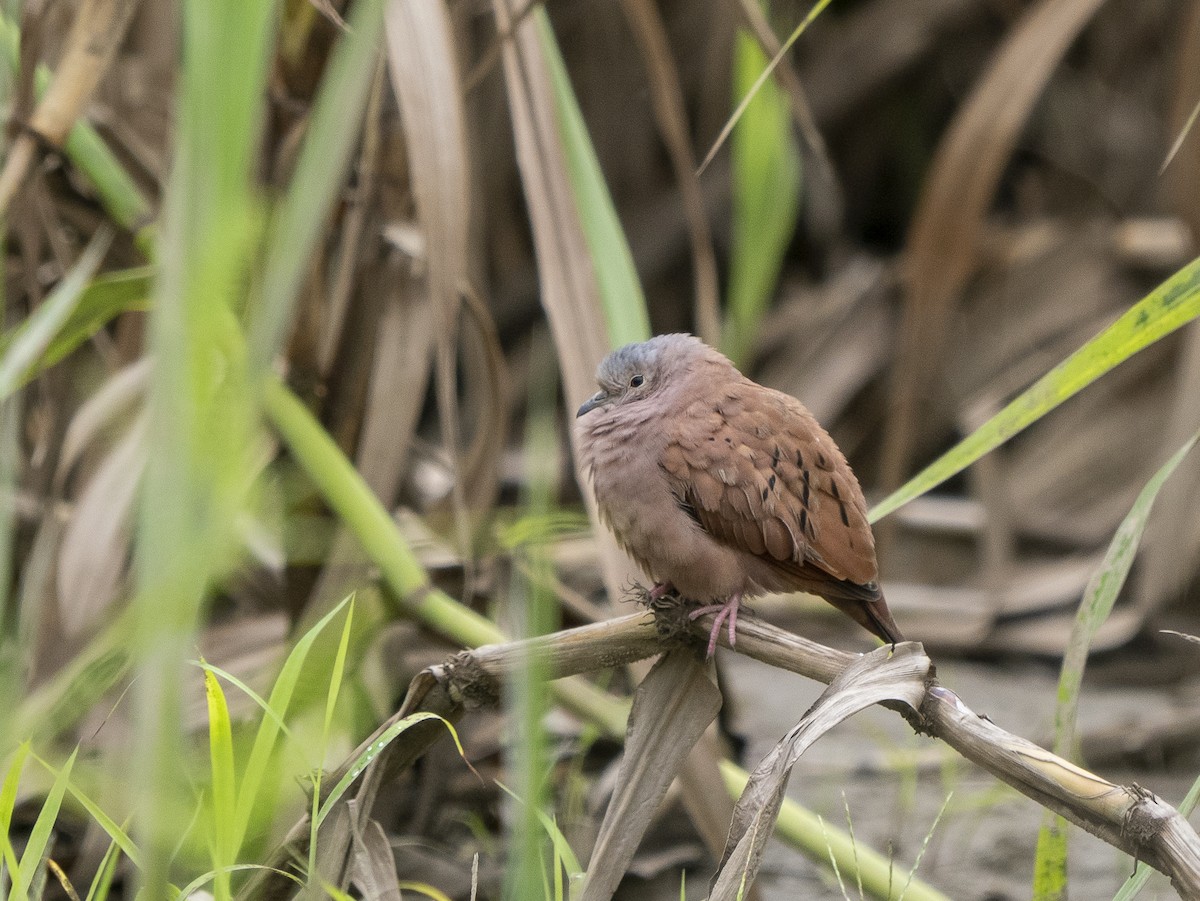 Ruddy Ground Dove - ML616345987