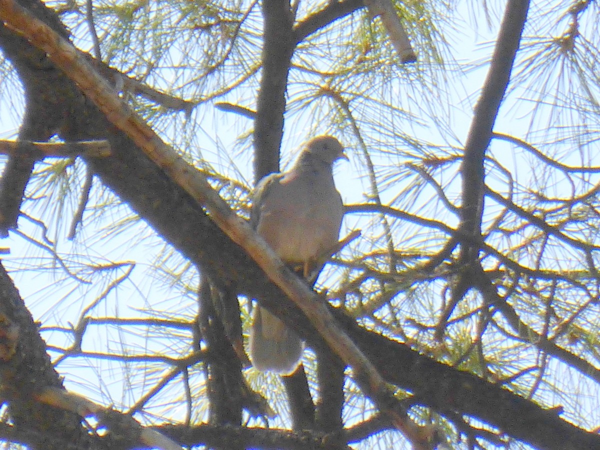 Band-tailed Pigeon - Laura Rhoden