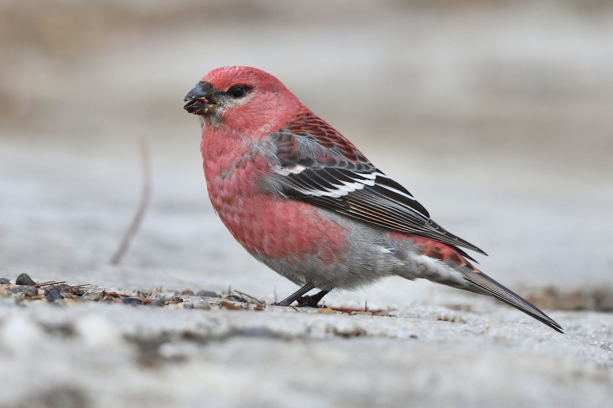 Pine Grosbeak - ML616346025