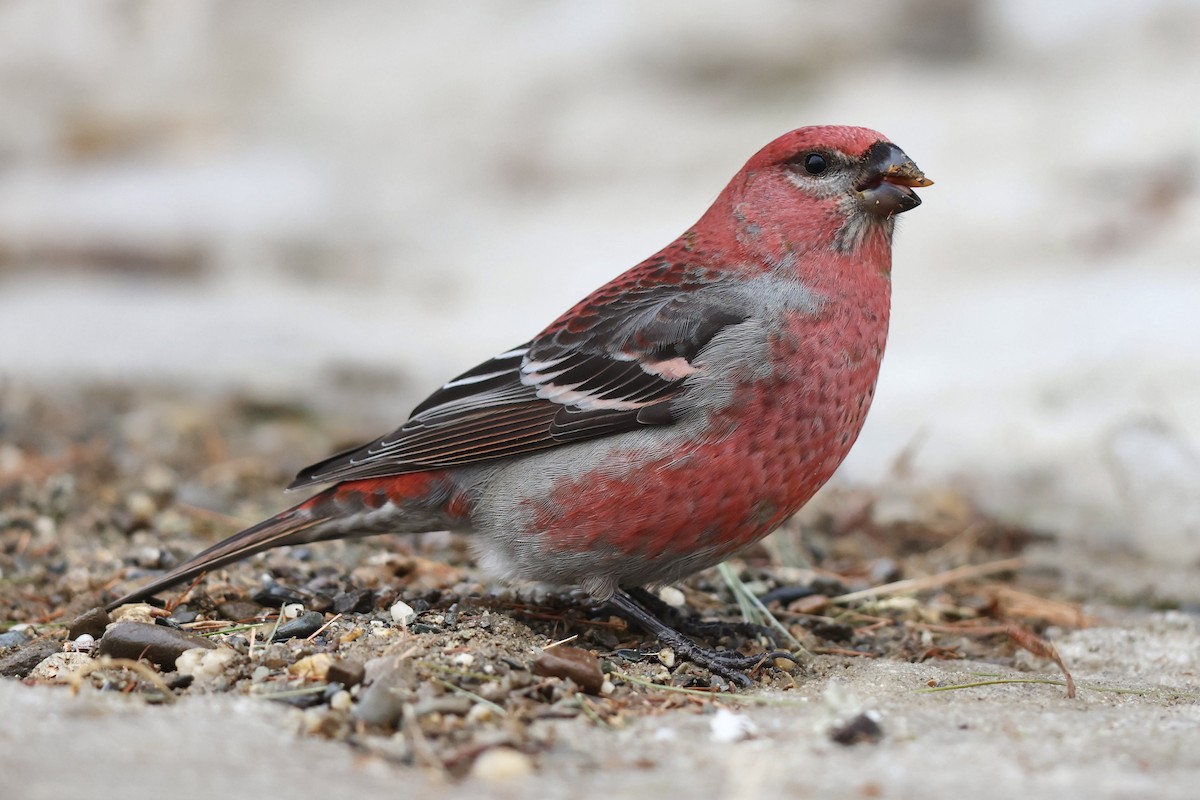 Pine Grosbeak - ML616346026