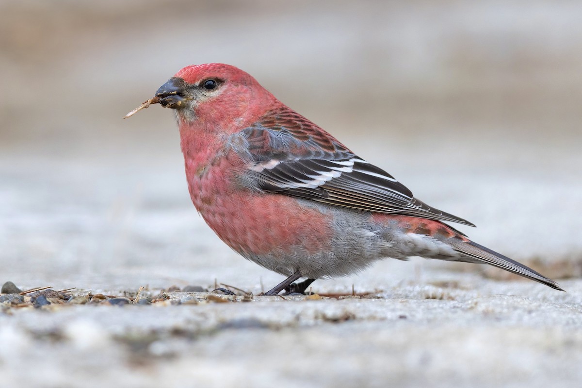 Pine Grosbeak - ML616346028