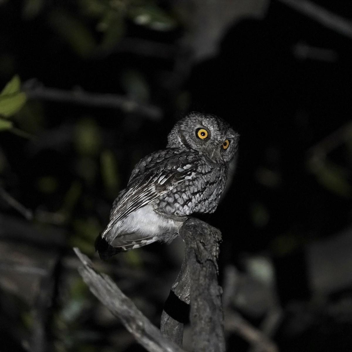 Whiskered Screech-Owl - ML616346065