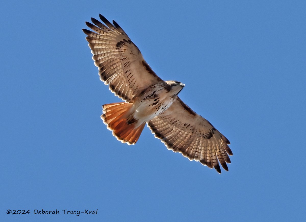 Red-tailed Hawk - ML616346067