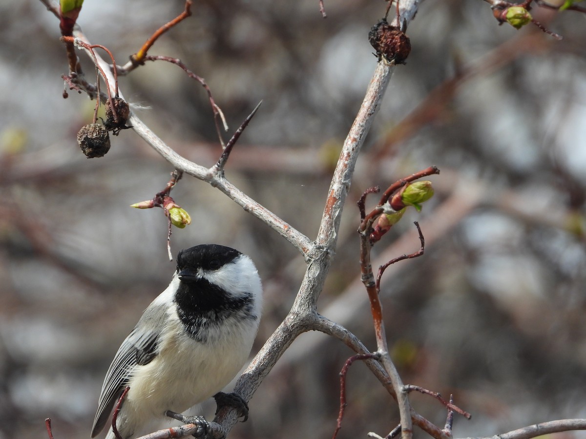 Black-capped Chickadee - ML616346115