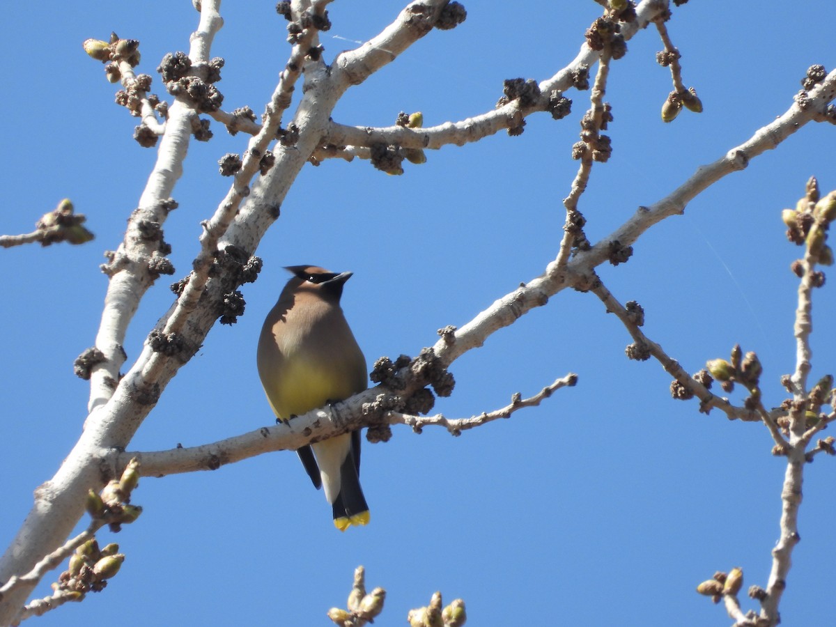 Cedar Waxwing - ML616346128