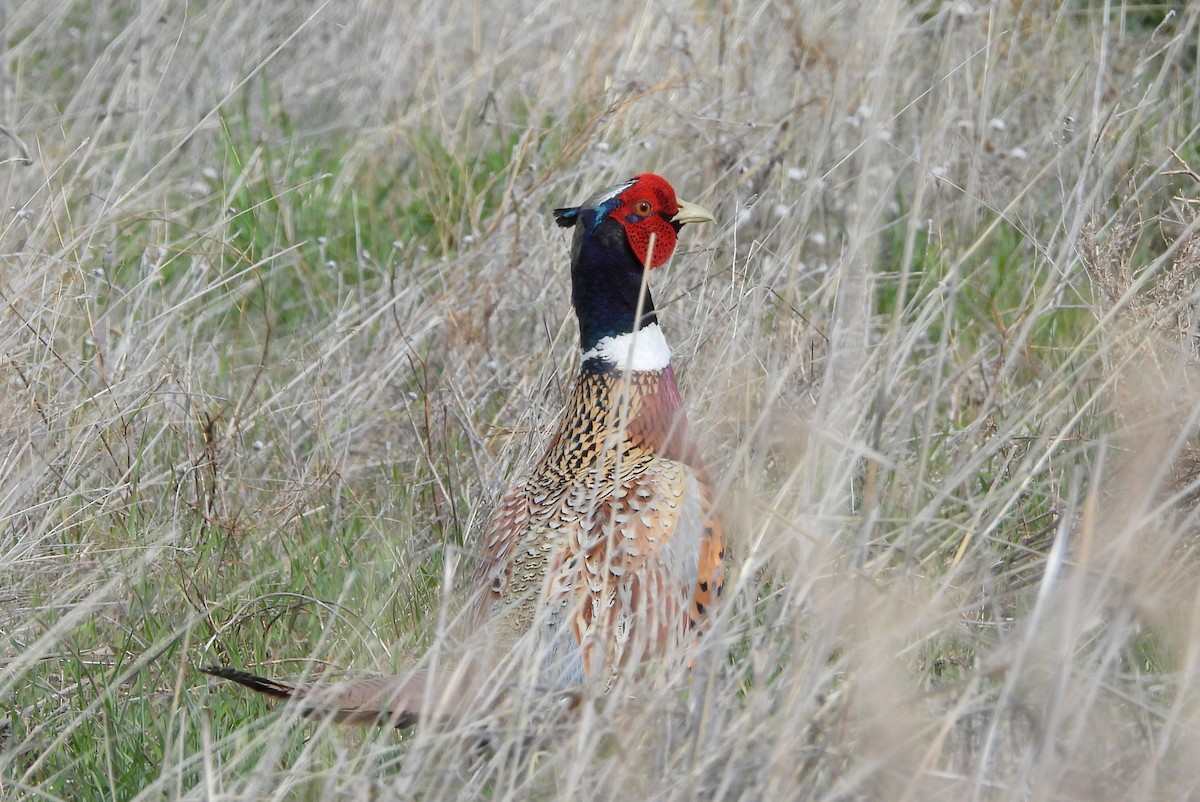 Ring-necked Pheasant - Diana LaSarge and Aaron Skirvin