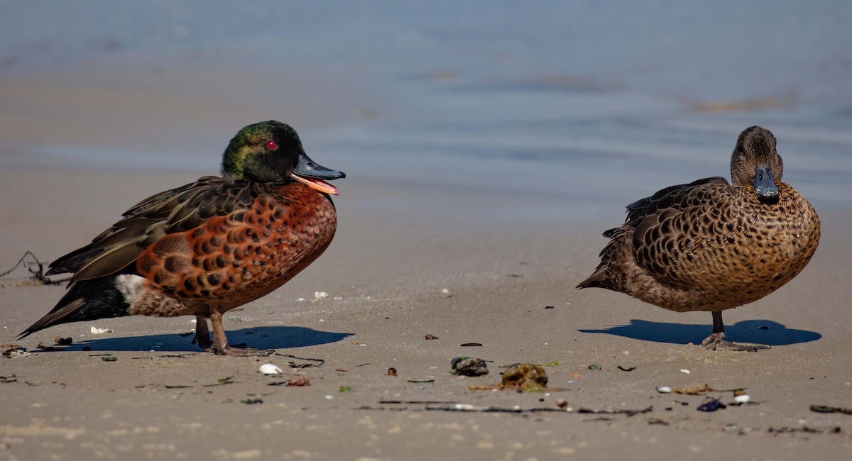 Chestnut Teal - ML616346200