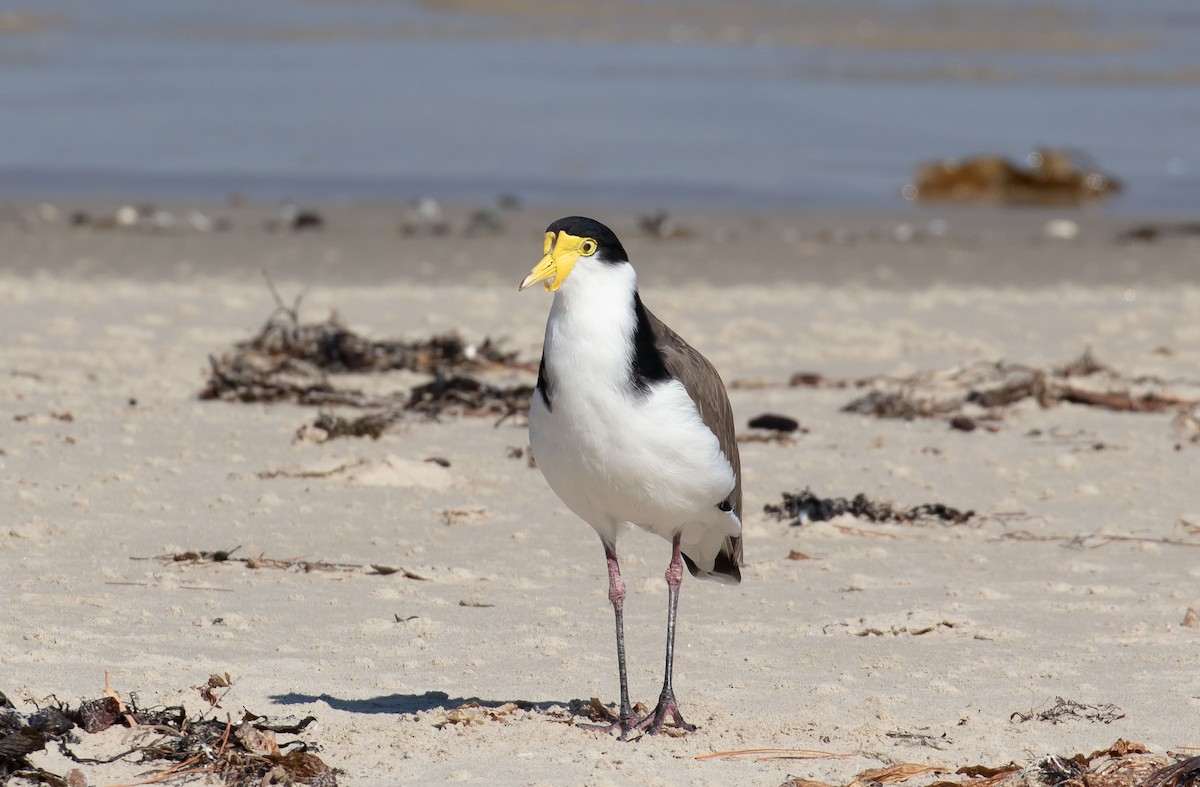 Masked Lapwing (Black-shouldered) - ML616346221