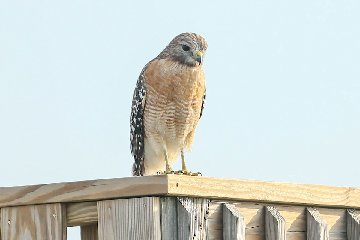 Red-shouldered Hawk - ML616346336