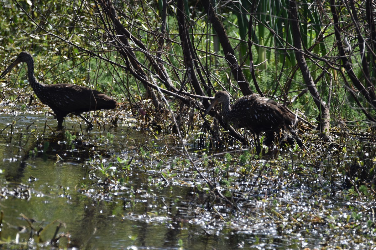 Limpkin - ML616346351