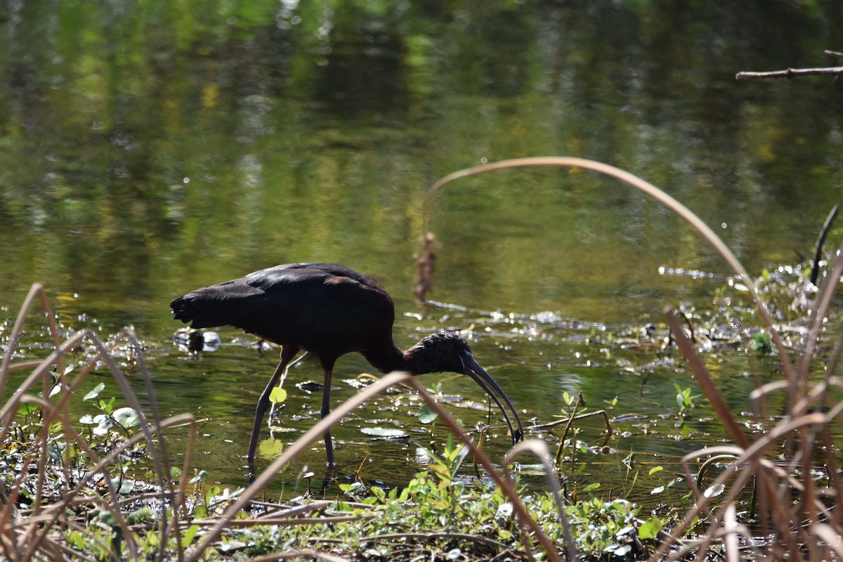Glossy Ibis - ML616346393