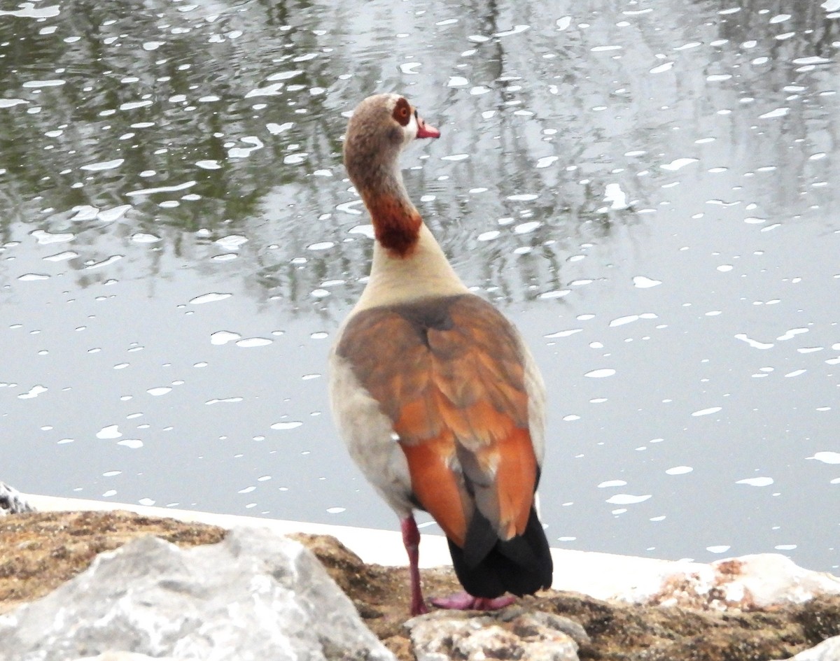 Egyptian Goose - ML616346497