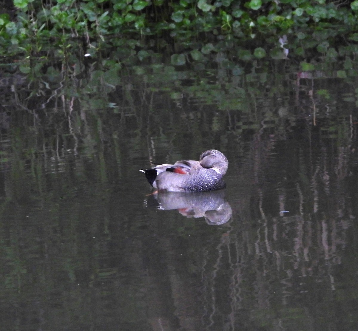 Gadwall - ML616346504